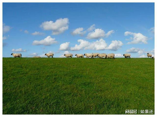 九游app：中国智慧！解决光伏世界难题的秘诀竟然是在下面放养几万只羊(图10)