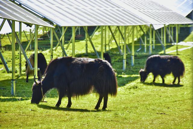 总装机容量120万千瓦！华电巴塘百万千瓦级高原山地光伏项目投产发电(图3)